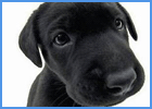 Black Labrador Puppy Closeup