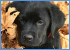 Black Labrador Puppy Breed