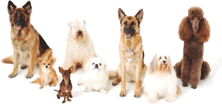 Choosing A Dog From 8 Different Breeds