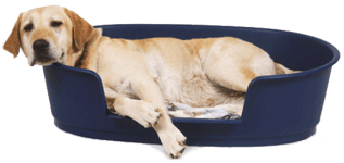 Labrador Retriever Sleeping In A Dog Bed