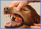 Dog Having His Teeth Brushed By Owner