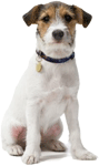 Jack Russell Wearing A Dog Collar and ID Tag