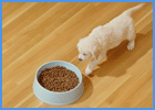 Dog Eating Big Bowl Of Dog Food