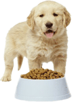 Golden Retriever Eating Dog Food