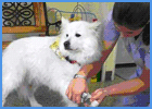Adult Dog Getting Nails Trimmed