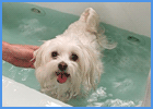 Small Dog Bathing In Spa