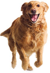 Golden Retriever Learning Dog Training Like Come