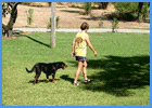 Dog Walking With Boy