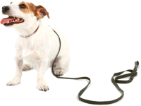 Jack Russell Terrier Wants More Dog Walking