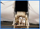 Two Dogs Boarding A Plane