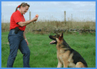 German Shepherd Training With Dog Trainer