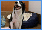 Collie Staying In Pet Hotel