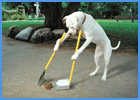 Pitbull And Ultimate Dog Training