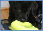Black Lab Puppy Playing With Toy