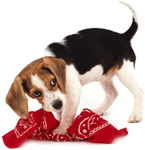 Beagle Puppy Chewing On Scarf Needs Puppy Training