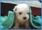 Cute Puppy Under A Towel