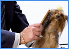 Small Long Haired Dog Being Brushed